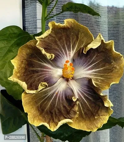 Baishnab  Hybrid Hibiscus Flower Live PlantCF355