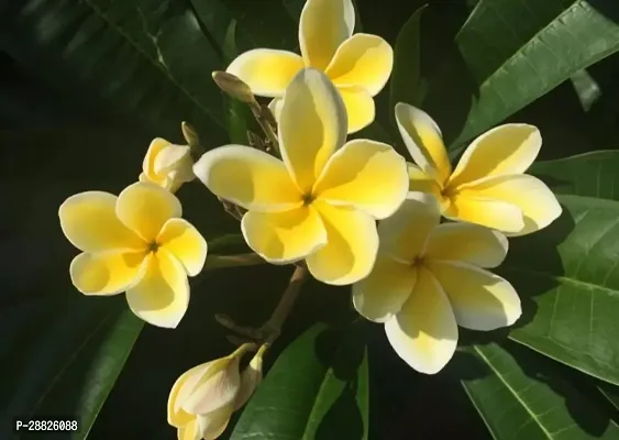 Baishnab  BL306 Plumeria Plant-thumb0