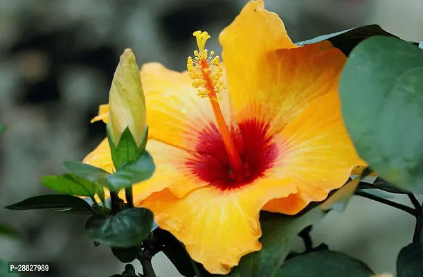 Baishnab  Hibiscus Yellow CF30065 Hibiscus Plant-thumb0