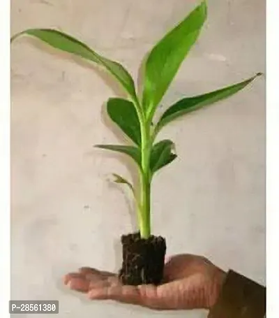 Baishnab Banana Plant EarthAngel-thumb0