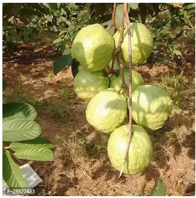 Baishnab  SeedlessHoneyGuavaFruitPlant Guava Plant-thumb0