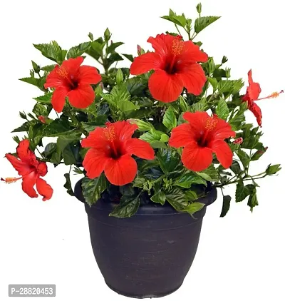 Baishnab  GET HIBIS Hibiscus Plant-thumb0