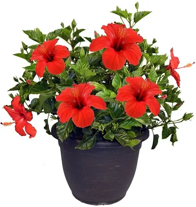 Best Selling Plant & Planters 