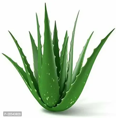 Baishnab Aloe Vera Plant GET ALOE-thumb0