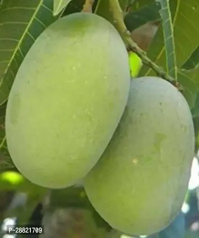 Baishnab  Mango ariya Mango Plant-thumb0