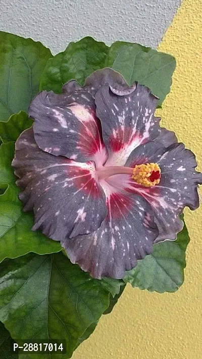 Baishnab  qlw01 Hibiscus Plant