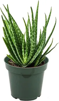 Baishnab Aloe Vera Plant GS000102-thumb2