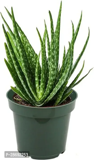 Baishnab Aloe Vera Plant GS000102-thumb3