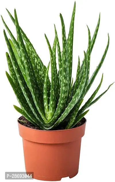 Baishnab Aloe Vera Plant RTPLANT-1450-thumb0