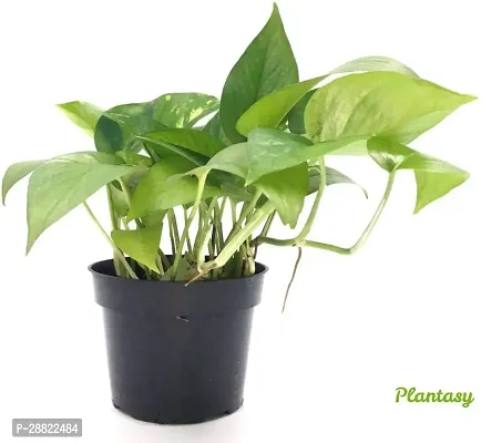 Baishnab  PLCC104 Money Plant