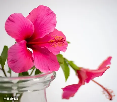 Baishnab  Hibiscus Red CF30058 Hibiscus Plant-thumb0