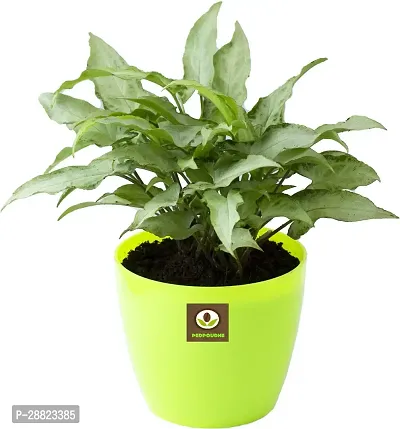 Baishnab  Syngonium White Plant Syngonium Plant-thumb0