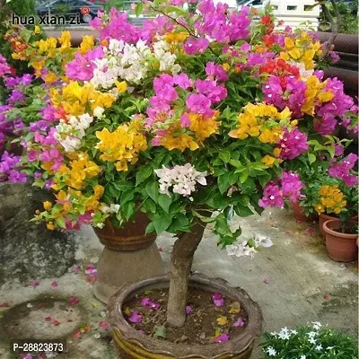 Baishnab  bu01 Bougainvillea Plant-thumb0