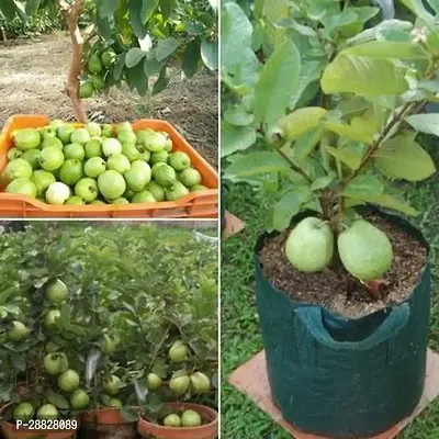 Baishnab  GSDLANTOJ1525 Guava Plant-thumb0