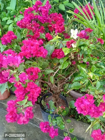 Baishnab  Baugainvillea Plant Disha000231 Baugai