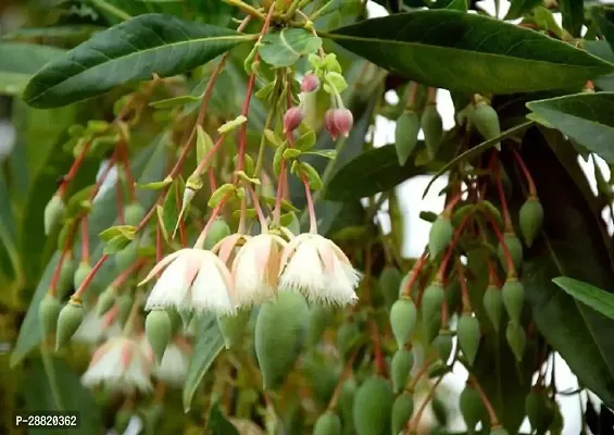 Baishnab  Rudraksha Plant4 Rudraksha Plant