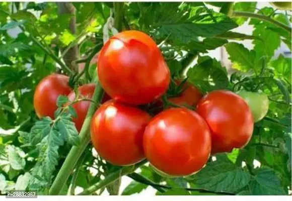 Baishnab Tomato seed  50 ps  Tomato Seed844650PIECE-thumb0