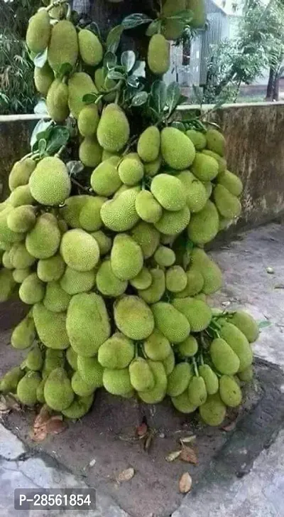 Baishnab Jackfruit Plant Mijar Giant Jackfruit