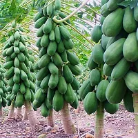 Baishnab ps 1I B F1 Hybrid Madhavi Dwarf Papaya Seeds25PIECE-thumb1