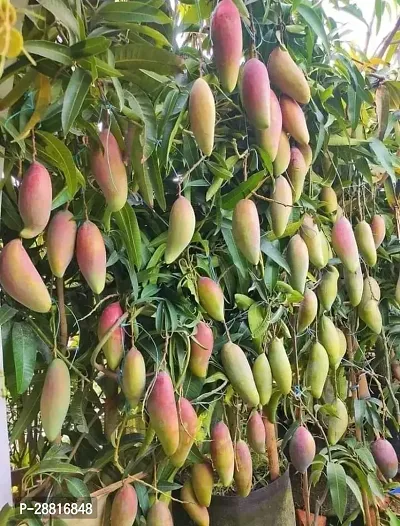 Baishnab  Tresh gardening plant Mango Plant-thumb0