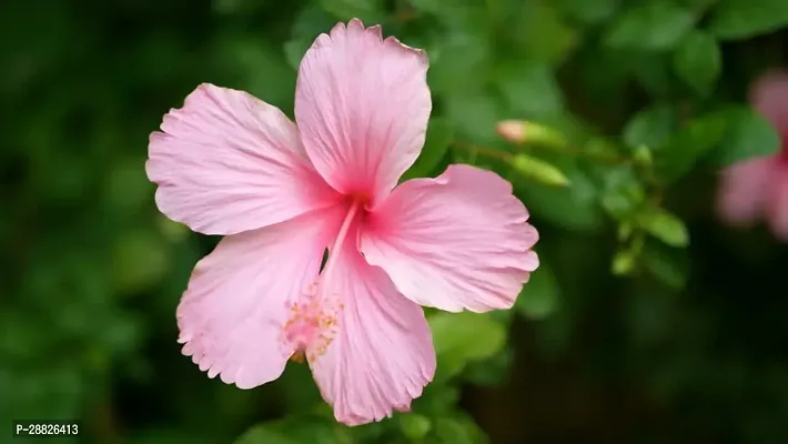 Baishnab  HIBISCUS FLOWER PLANT CB2 Hibiscus Plant-thumb0