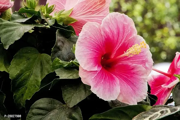 Baishnab  Hibiscus Red CF300151 Hibiscus Plant