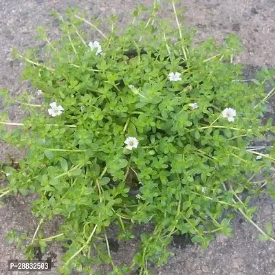 Baishnab  Gardendecore Bacopa Plant 03 Bacopa Monni