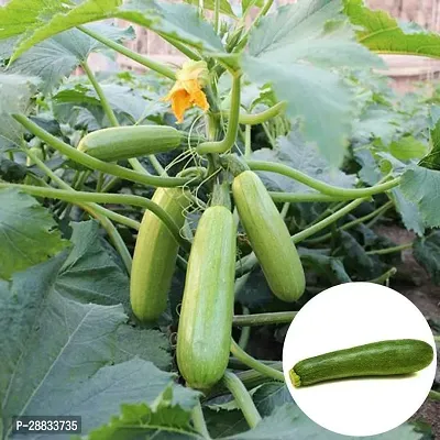 Baishnab pumkin seed 25 ops gt Heirloom Vegetable Organic Pumpkin Plants Courgette25PIECE-thumb0