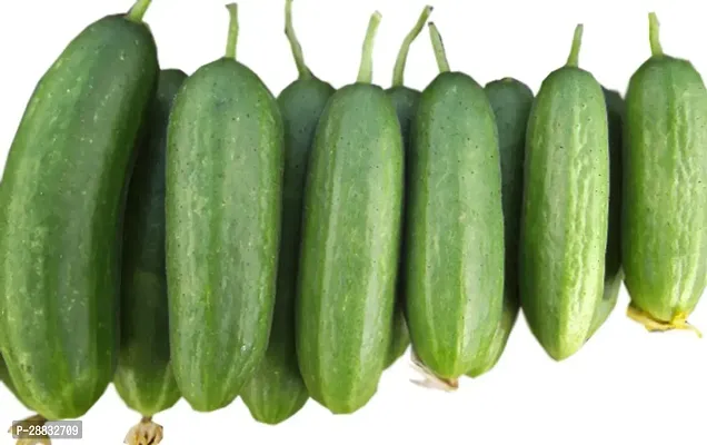 Baishnab Cucumber seed 10ps mc tgfuhFUB6331SSD10PIECE