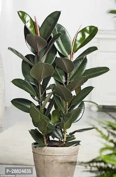 Baishnab  Q01011 Rubber Tree