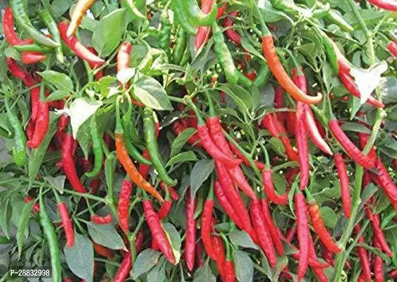 Baishnab chilli seed 200 per paket  kkrbC33   BEST SELLER FARMER CHOICE PREMIUM 100 percent GERMINATION 200 SEEDS OF F1 HYBRID  CHILLIMIRCHI OR MIRCH.200PIECE-thumb0