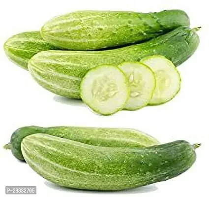 Baishnab Kheera seed 20 per packet rbNon GMO kheera Hybrid Cucumber Seeds   K72620PIECE-thumb2