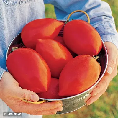 Baishnab tomato seed 1000 per packet ffIndia Big Mama Hybrid Large Red Paste Tomato Seeds1000PIECE