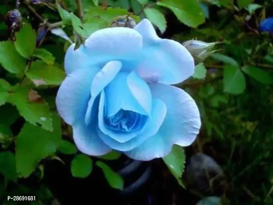 Baishnab Rose Plant Blue Rose Plant Rosa Multiflora Perennial Fragrant-thumb0