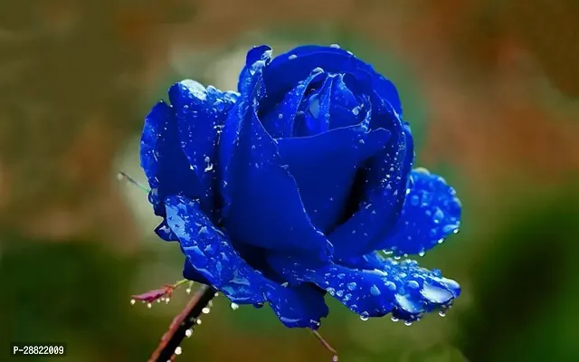 Baishnab  Unique Blue Rose Plant CF50015 Rose Pla-thumb0