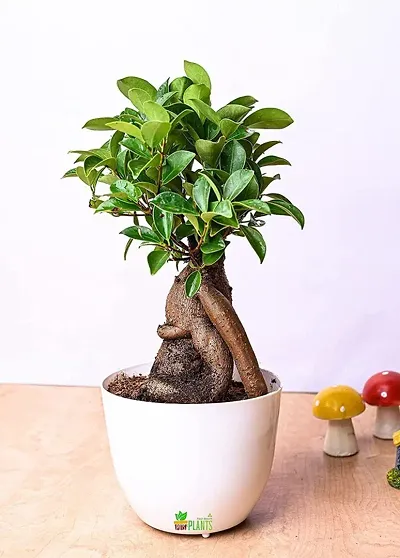 Must Have Plant & Planters 