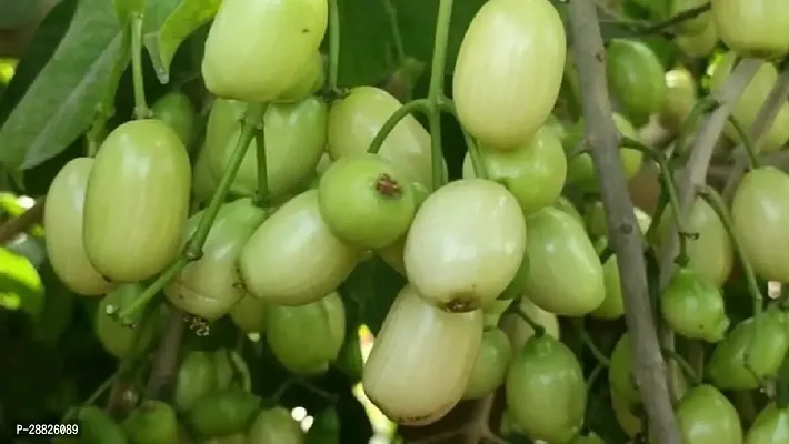 Baishnab  Grafted White Jamun Live Plant CF137 Ja