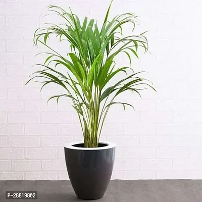 Baishnab  AAR01 Areca Palm