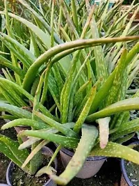 Baishnab Aloe Vera Plant ALOE VERA PLANT-thumb1