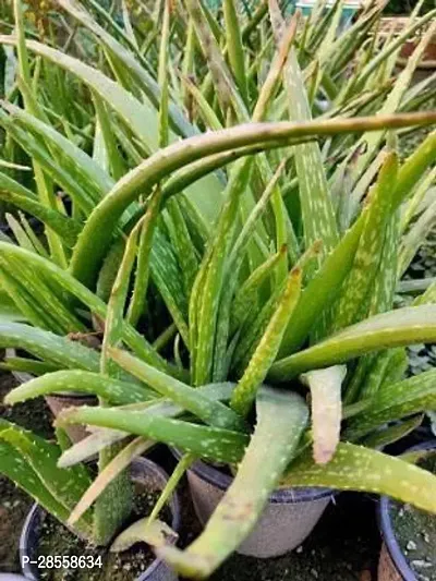 Baishnab Aloe Vera Plant ALOE VERA PLANT-thumb2