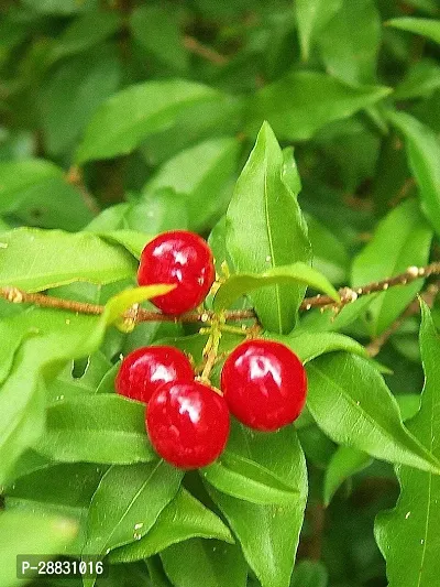 Baishnab  UTZ Cherry Fruit Plant