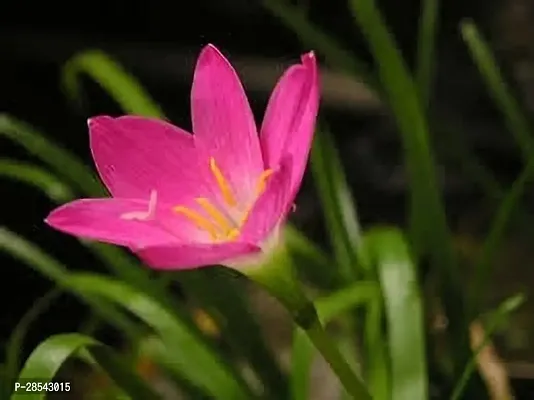 Baishnab Lily Plant Live Rain Lily Red Colour Flower Plant.