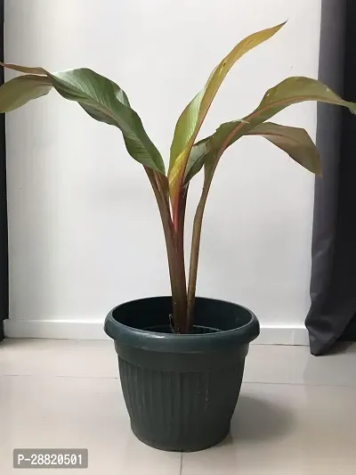 Baishnab  BU01 Banana Plant-thumb0