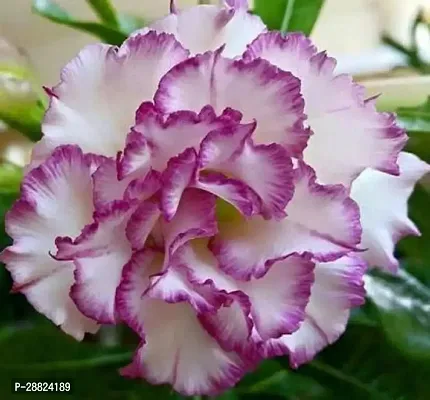 Baishnab  Rare Adenium Obesum Desert Rose White Pur-thumb0