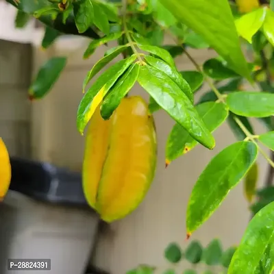 Baishnab  Rare Star Fruit Grafted Live plant CF075