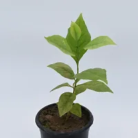 Baishnab Bel Plant Bel patra Plant With Black Pot-thumb2