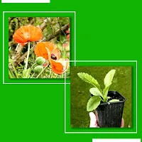 Baishnab bAGUN SED 100PS AABrinjal Big Green Eggplant Seeds Finest 100 Seeds BS54100PIECE-thumb2