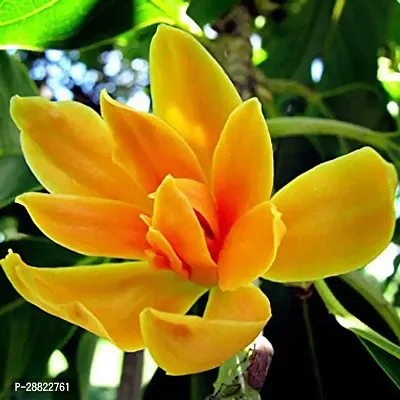 Baishnab  Golden ChampakPlumeria Flower PlantCFA-thumb0