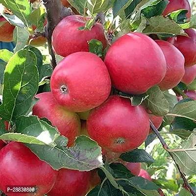 Baishnab  fruit16 Apple Plant-thumb0