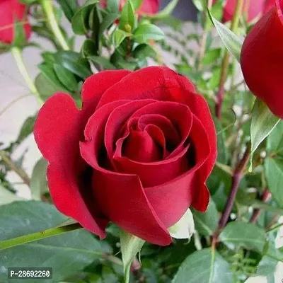 Baishnab Rose Plant red rose plant-thumb0